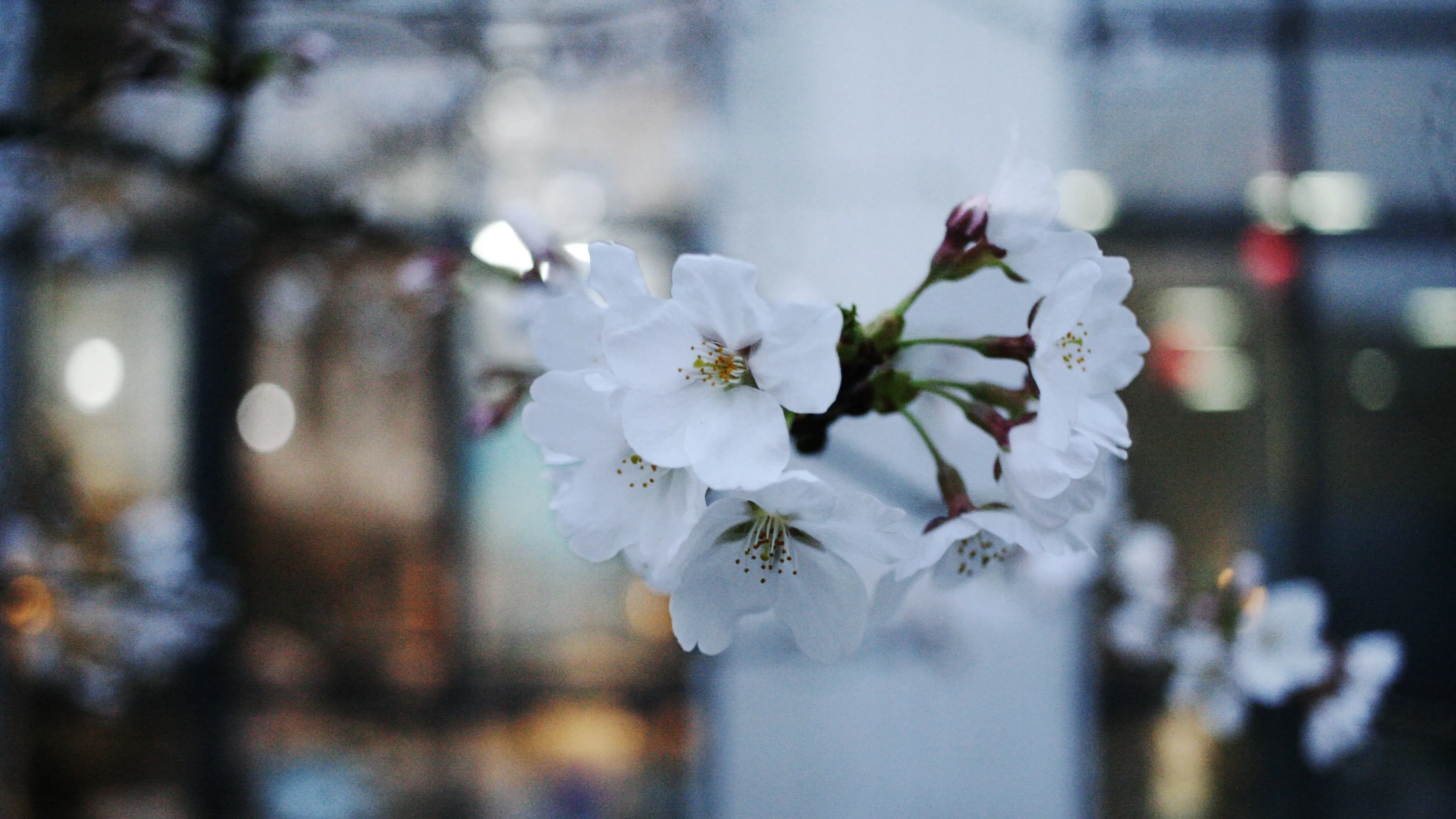 Cover Image of the Post